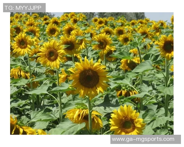 北九向日葵与群马温泉精彩对决直播全程回顾与分析